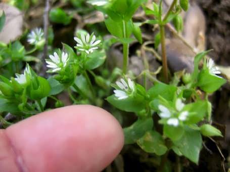 chickweed