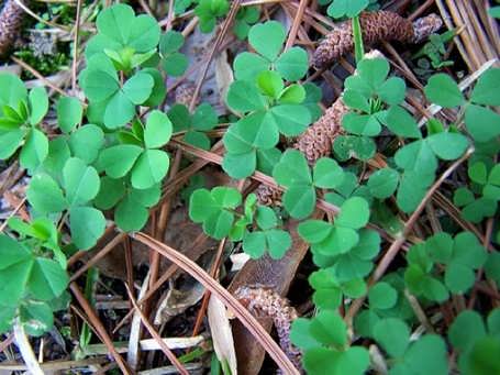 clover