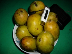 mangga sapat