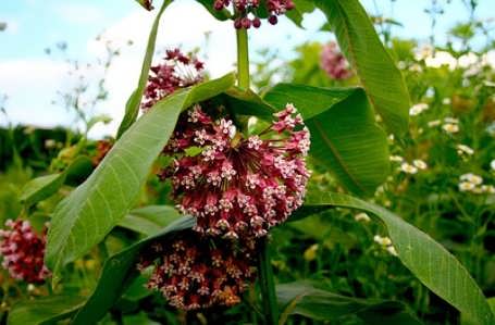 milkweed