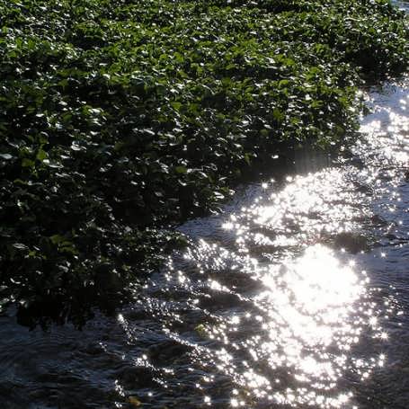 watercress